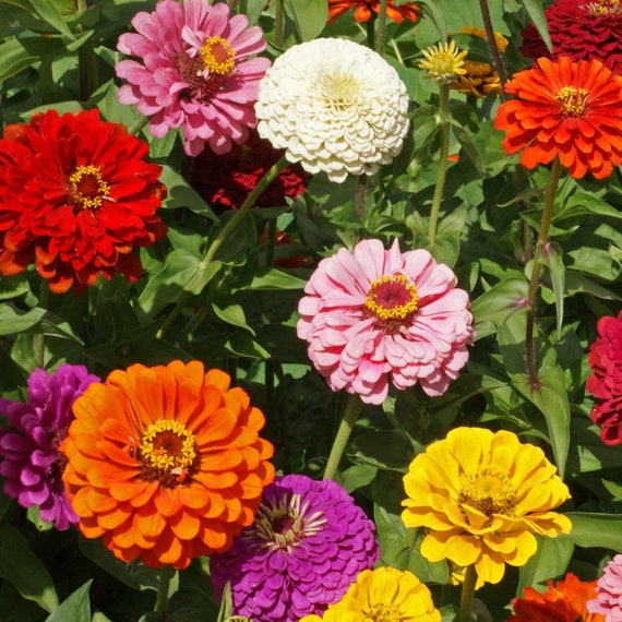 Elegans Zinnia 100 Seeds Yoga Scarlet