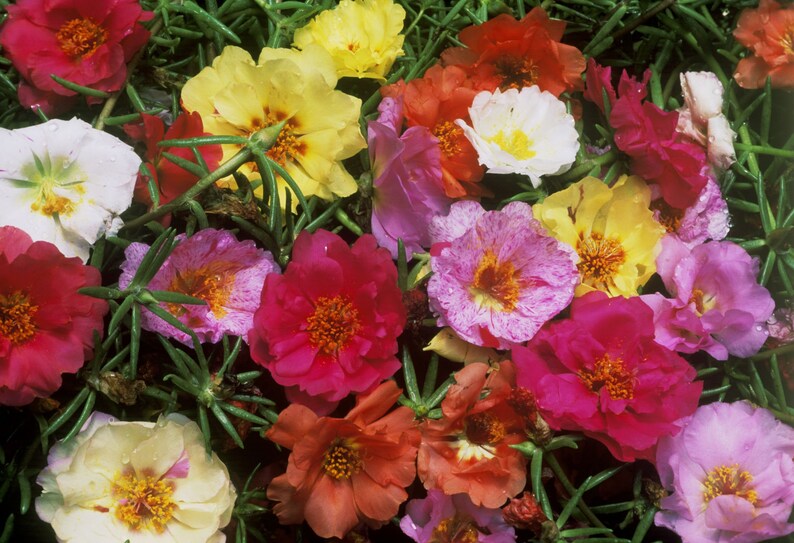 Mossrose mix 100 seeds Portulaca grandiflora Etsy
