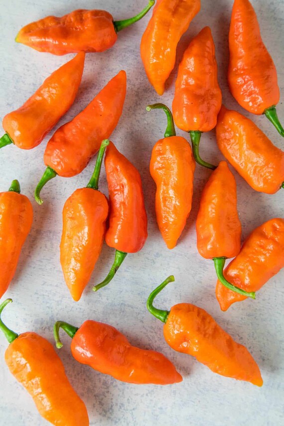 Ghost pepper orange 5 seeds Chilli Bhut Jolokia Etsy