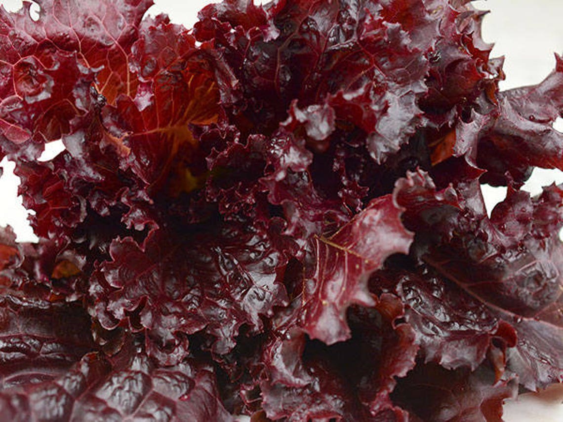 Merlot Lettuce 50 seeds Galactic Lollo Rosso Etsy
