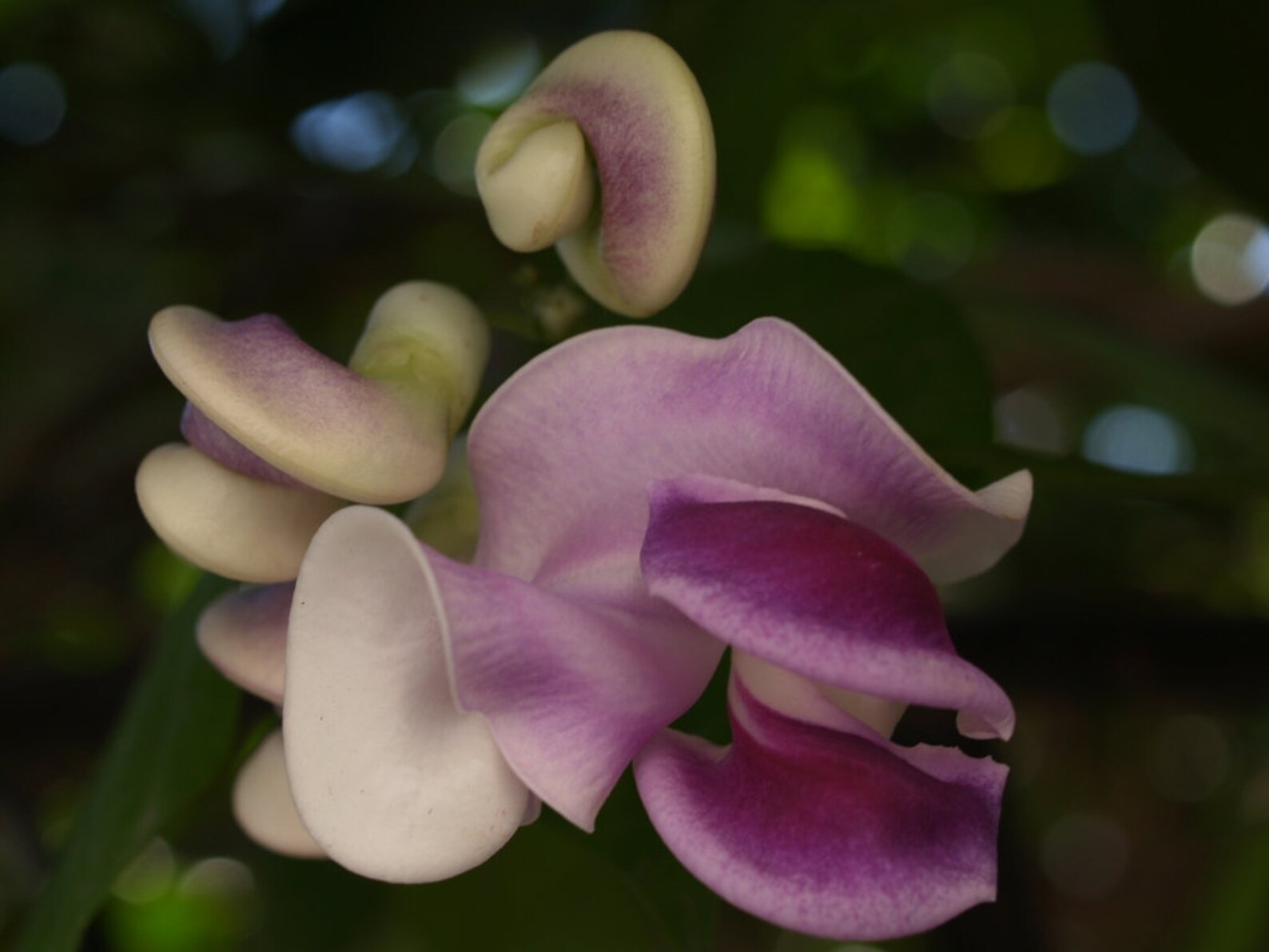Snail vine 2 seeds Vigna caracalla Cochliasanthus Etsy