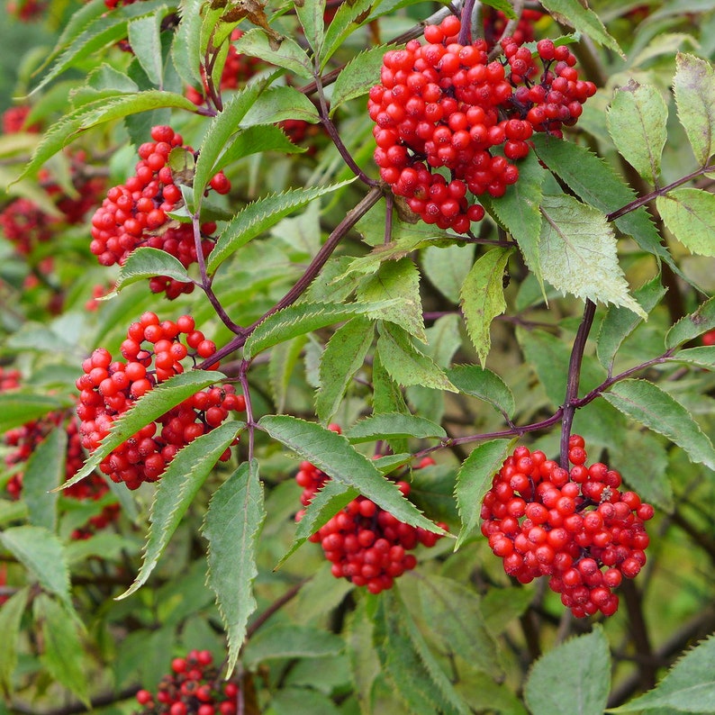 Red Elderberry 10 Seeds Sambucus Racemosa Redberried Etsy