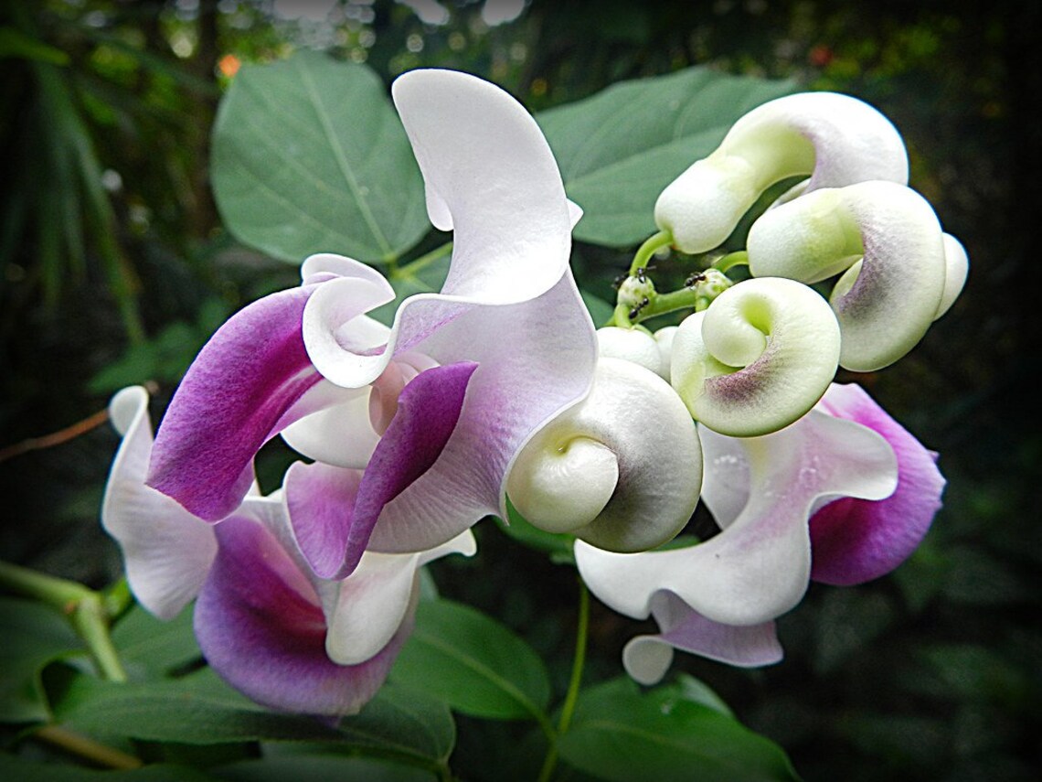 Snail vine 2 seeds Vigna caracalla Cochliasanthus Etsy