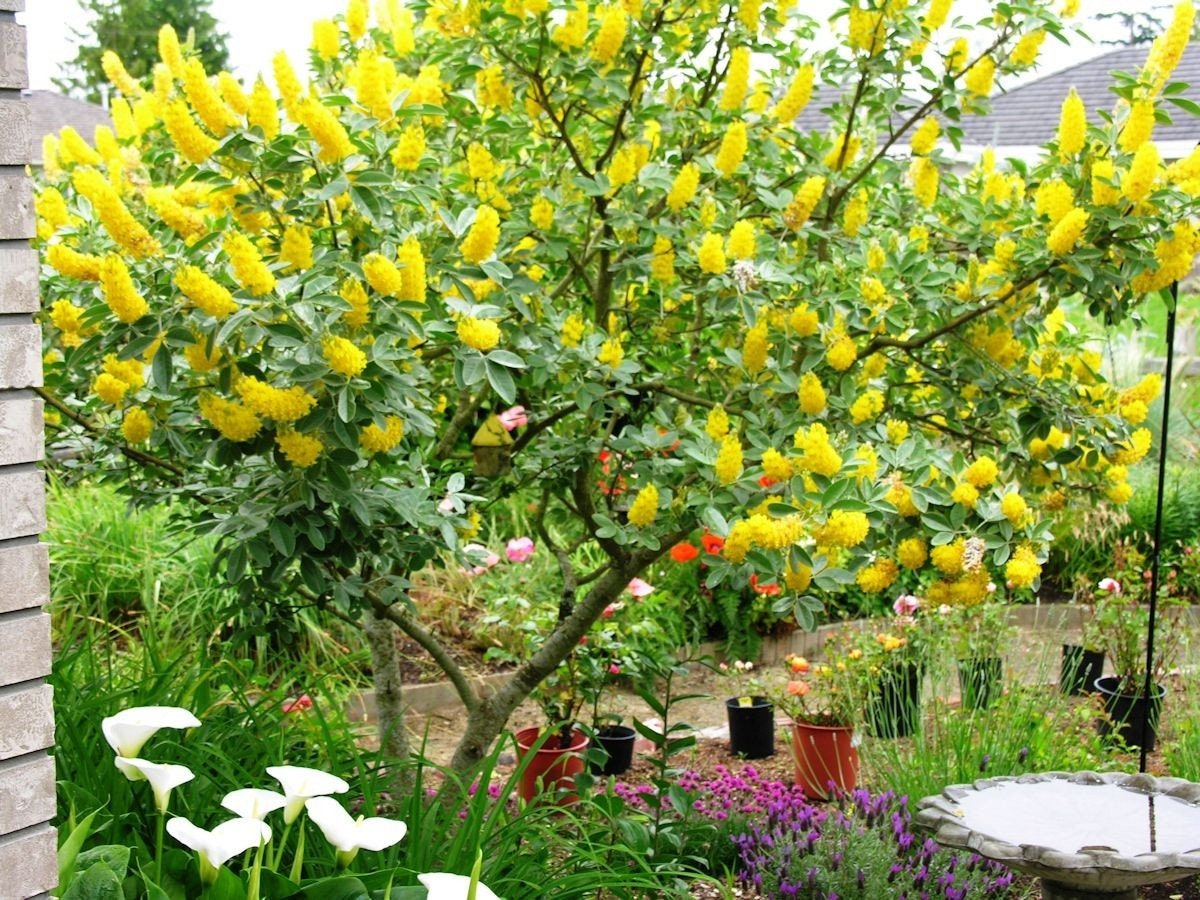 Pineapple broom 5 seeds Argyrocytisus battandieri Etsy