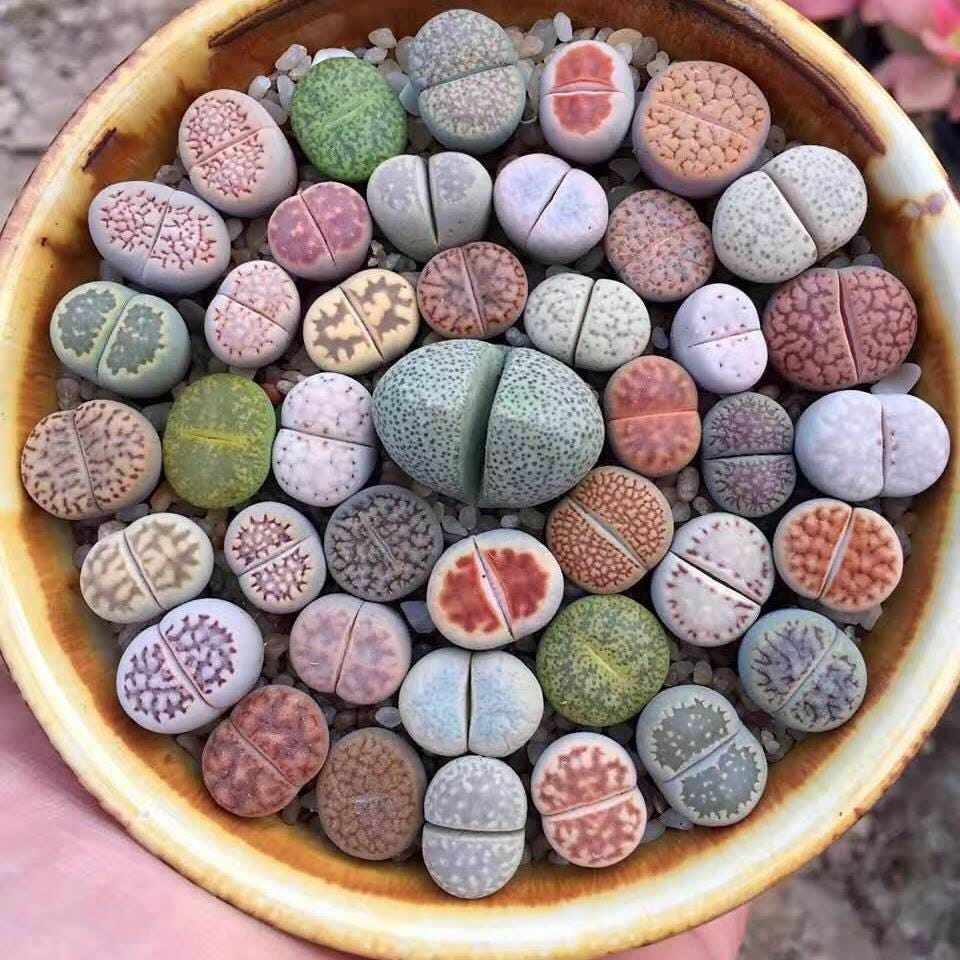 100 Rare Mix Lithops Seeds Living Stones Succulent Cactus Green Bulk Seed D3X6