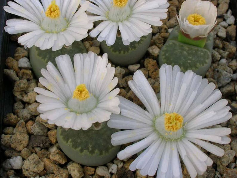 Living rocks succulents Lithops salicola 18 seeds