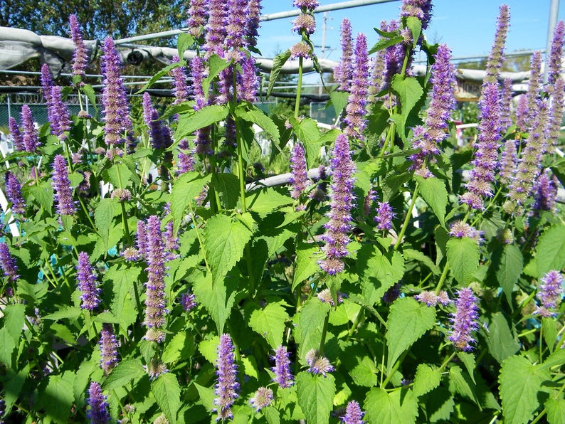 Korean mint 50 seeds blue licorice Agastache rugosa Etsy