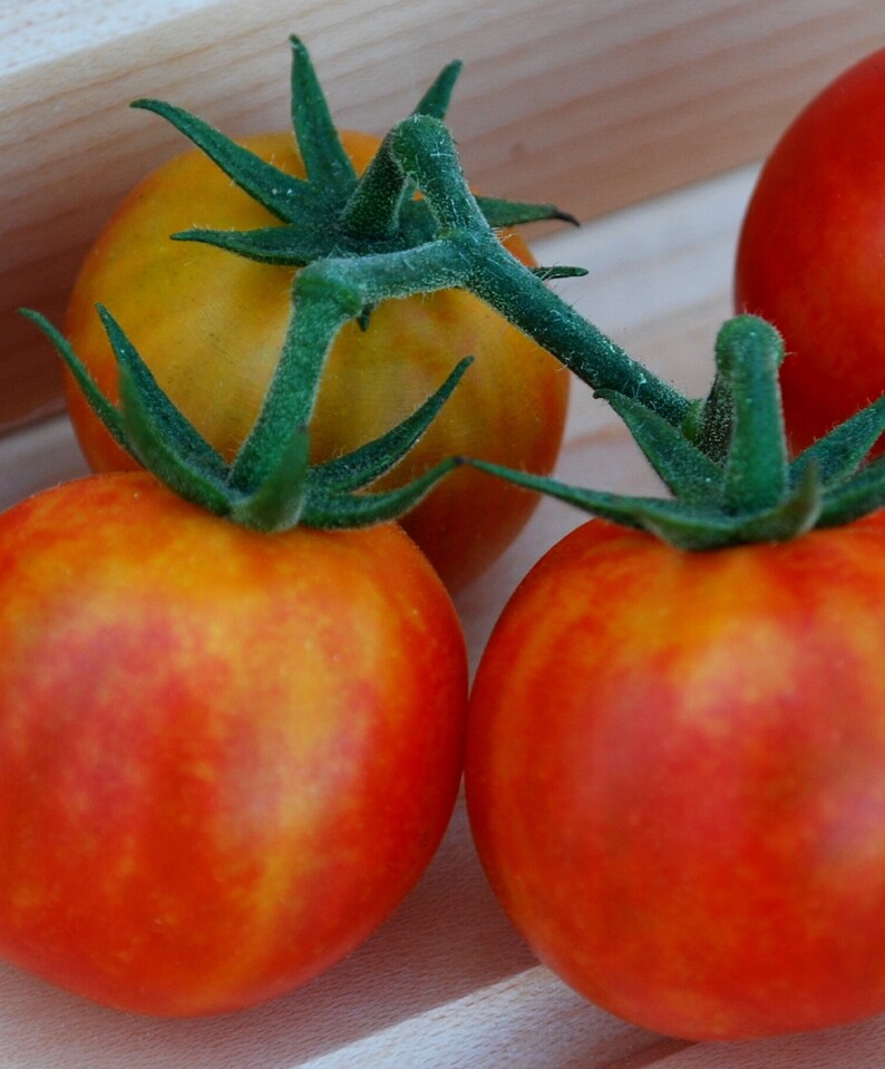 Isis Candy Cherry Tomato 5 Seeds Etsy Canada