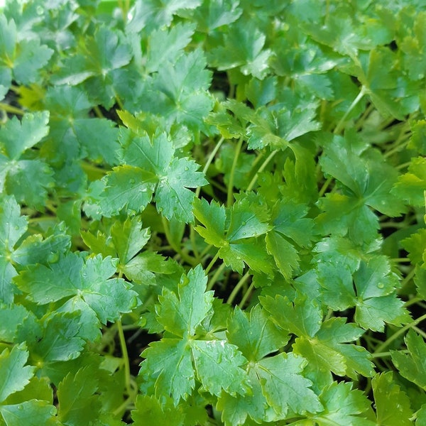 Mitsuba Japanese Parsley - 20 seeds - Cryptotaenia Japonica - Mitsuba Mashimori - East Asian wildparsley - Japanese cryptotaenia