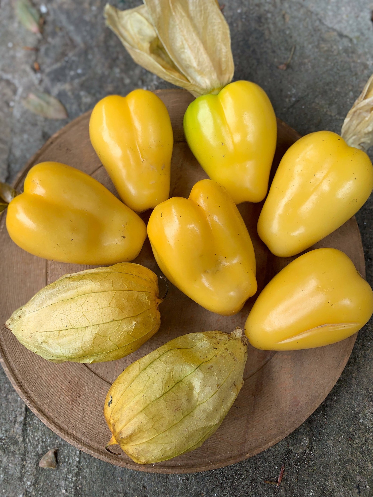 Queen of Malinalco Tomatillo 5 seeds Physalis ixocarpa Etsy