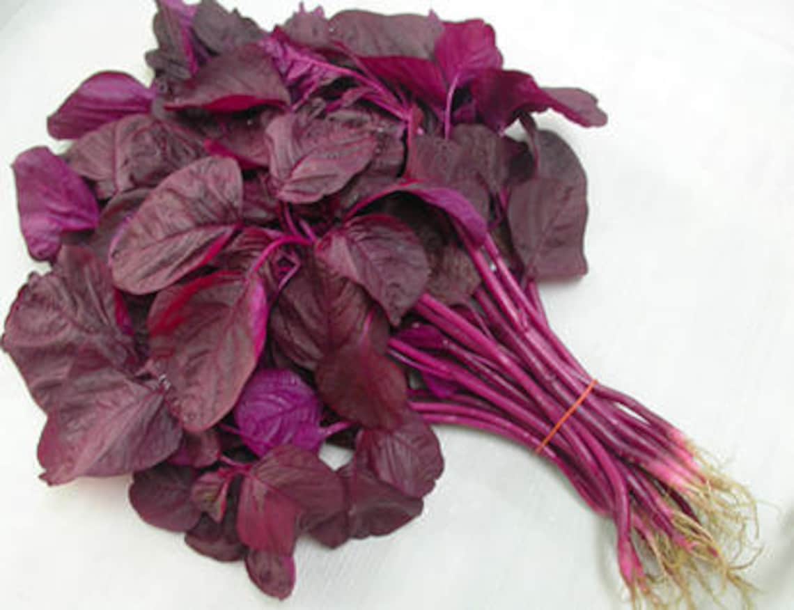 French Spinach 100 Seeds Red Orach Atriplex Hortensis Etsy