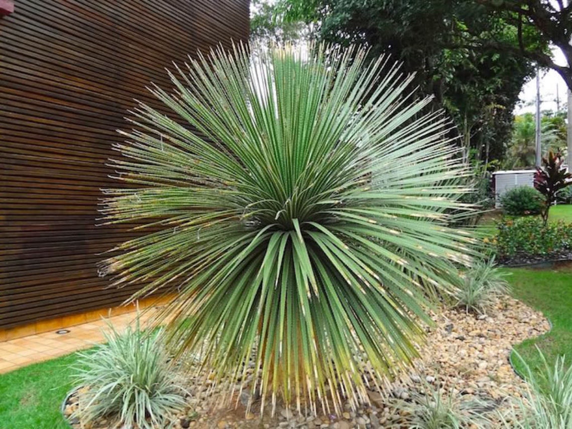 Desert spoon 5 seeds Dasylirion wheeleri Spoon yucca Etsy