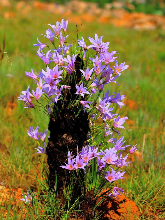 30 seeds Cold and Drought Hardy Black Stick Lily Rare Xerophyta Retinervis 30 seeds Cold and Drought Hardy Black Stick Lily Rare Xerophyta Retinervis