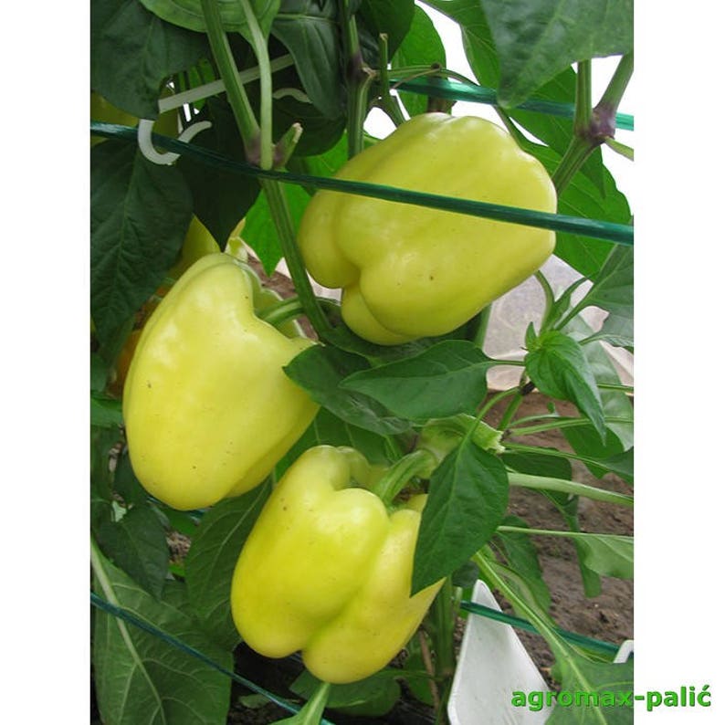 Sweet yellow pepper 30 seeds non-GMO Capsicum annuum Organic