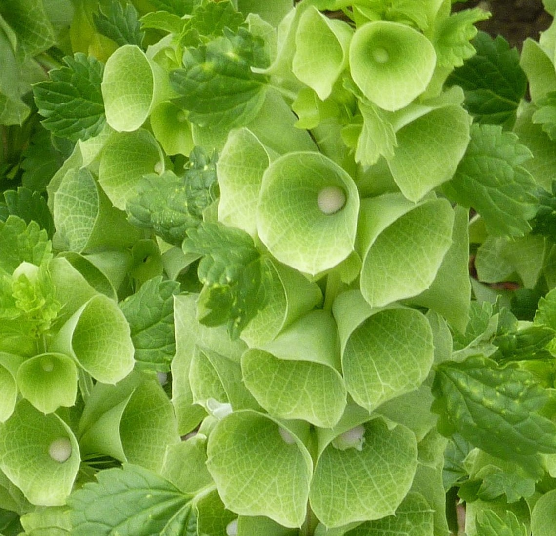 Bells of Ireland 10 seeds Moluccella laevis Shellflower Etsy