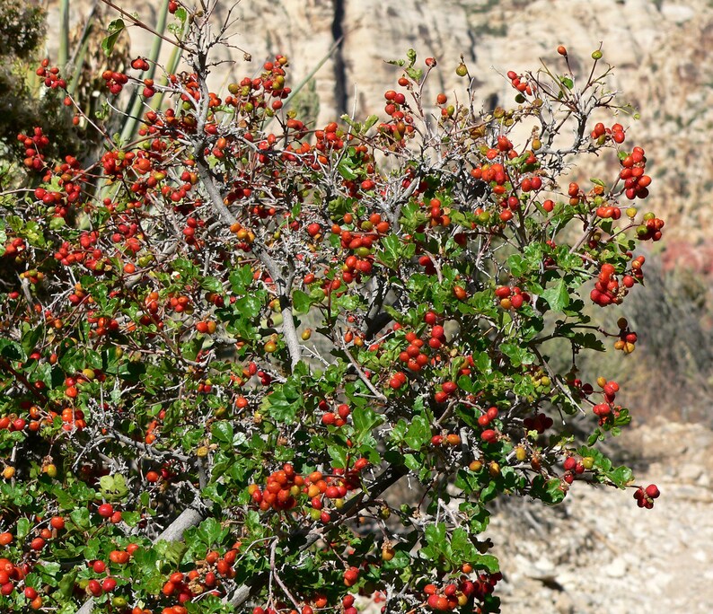 Sourberry 5 Seeds Rhus Trilobata Skunkbush Sumac Etsy