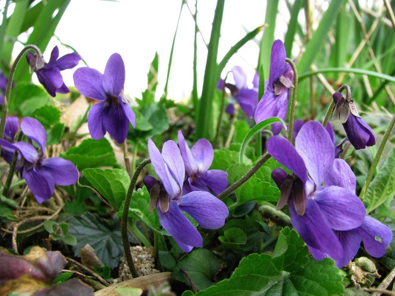 Sweet Violet 40 seeds  Viola odorata image 1
