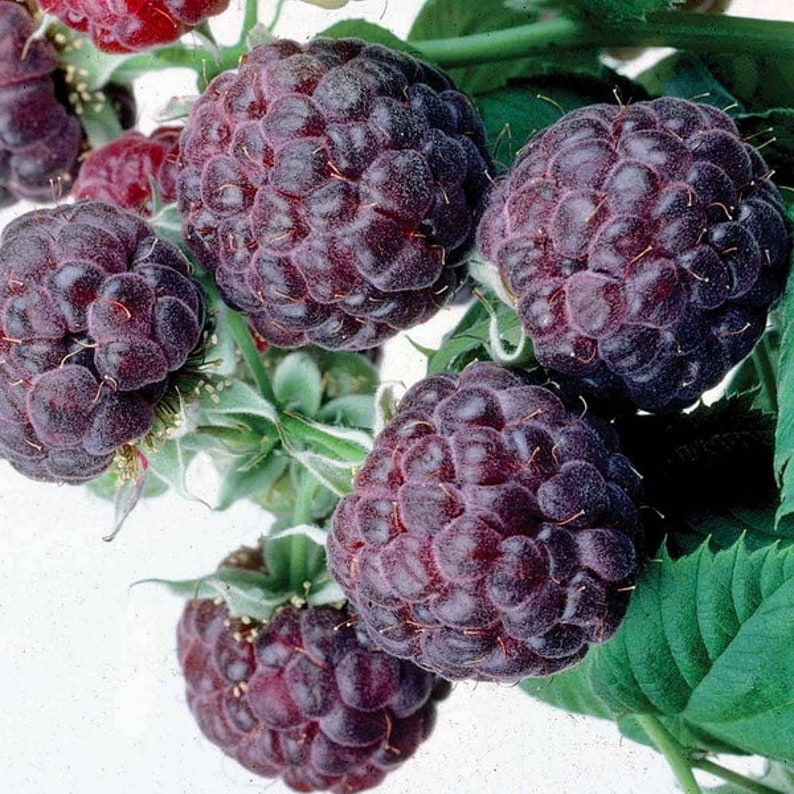 Purple Raspberry GlenCoe 10 seeds Rubus hybrida Etsy