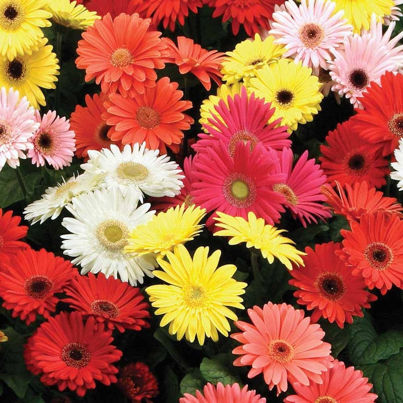 Gerbera Daisy Mix 5 Seeds Gerbera Jamesonii Etsy