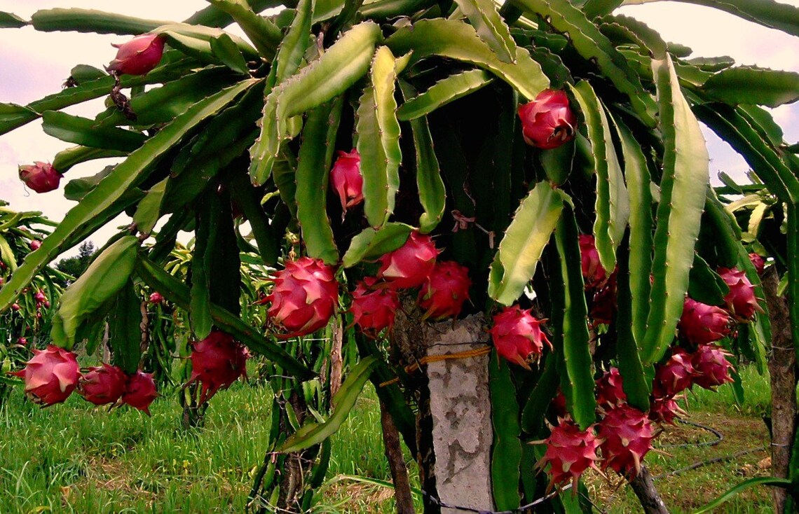 Fruta de dragón rojo 5 semillas Hylocereus undatus Etsy Fruta de dragón rojo 5 semillas Hylocereus undatus Etsy