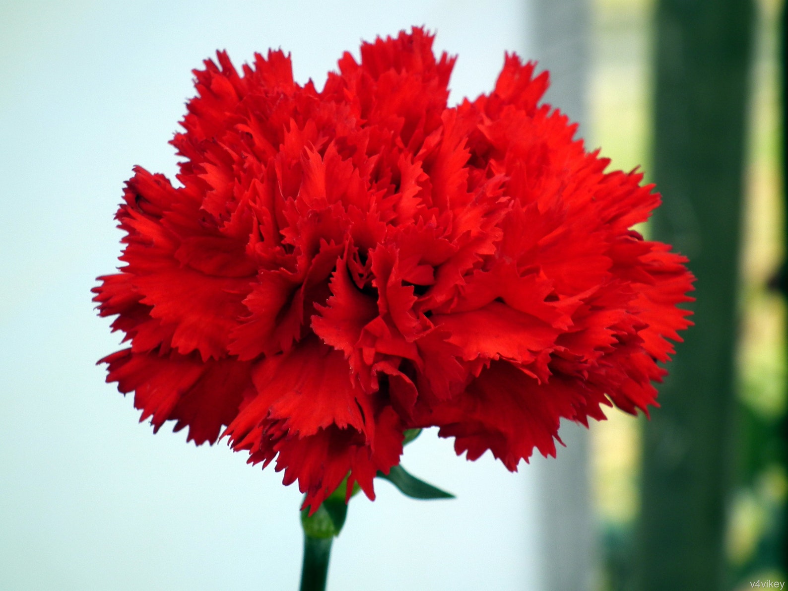 Carnation red 30 seeds Dianthus Caryophyllus Etsy