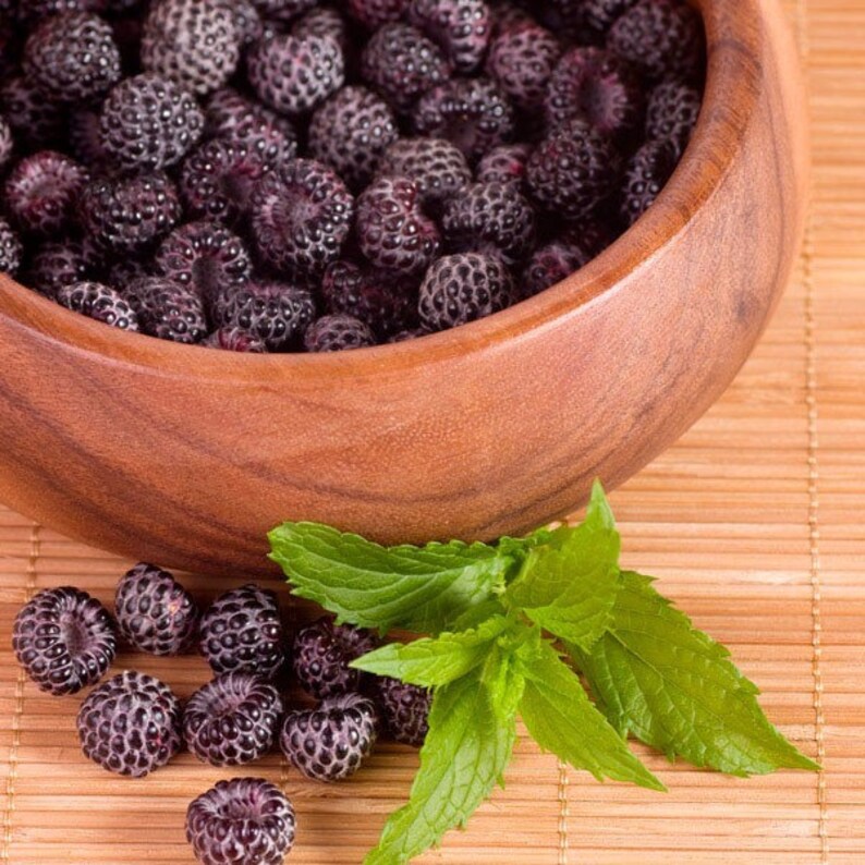 Purple Raspberry GlenCoe 10 seeds Rubus hybrida Etsy