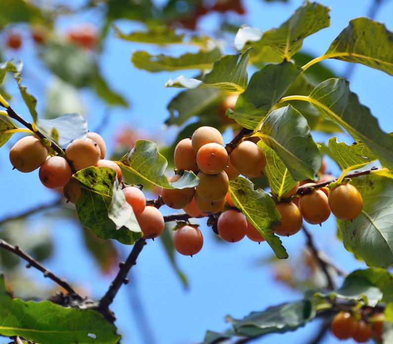 Date-plum 3 seeds Caucasian persimmon Diospyros lotus lilac persimmon