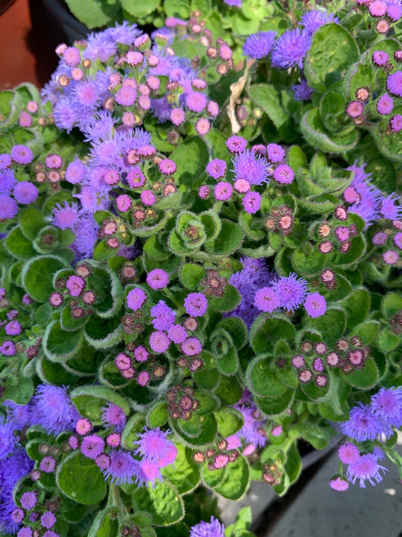 Floss flower 100 seeds Ageratum houstonianum Etsy