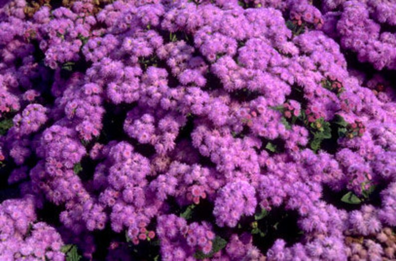 Floss flower 100 seeds Ageratum houstonianum Etsy