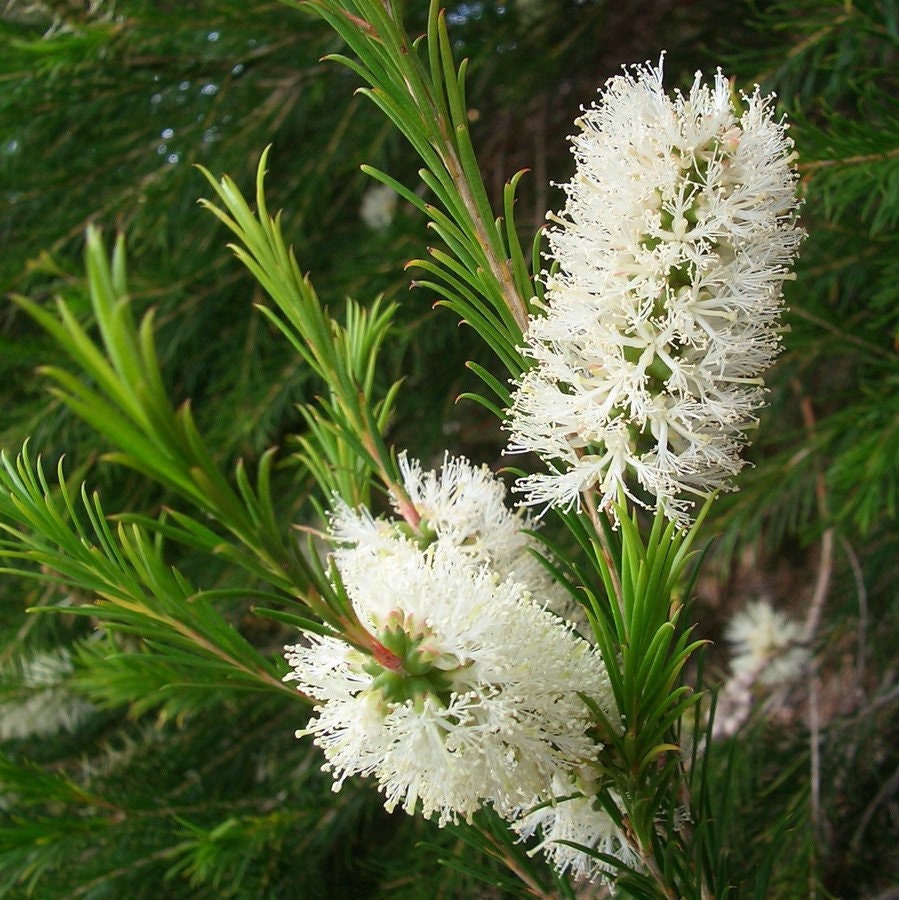 Melaleuca alternifolia Australian Tea Tree Seeds 