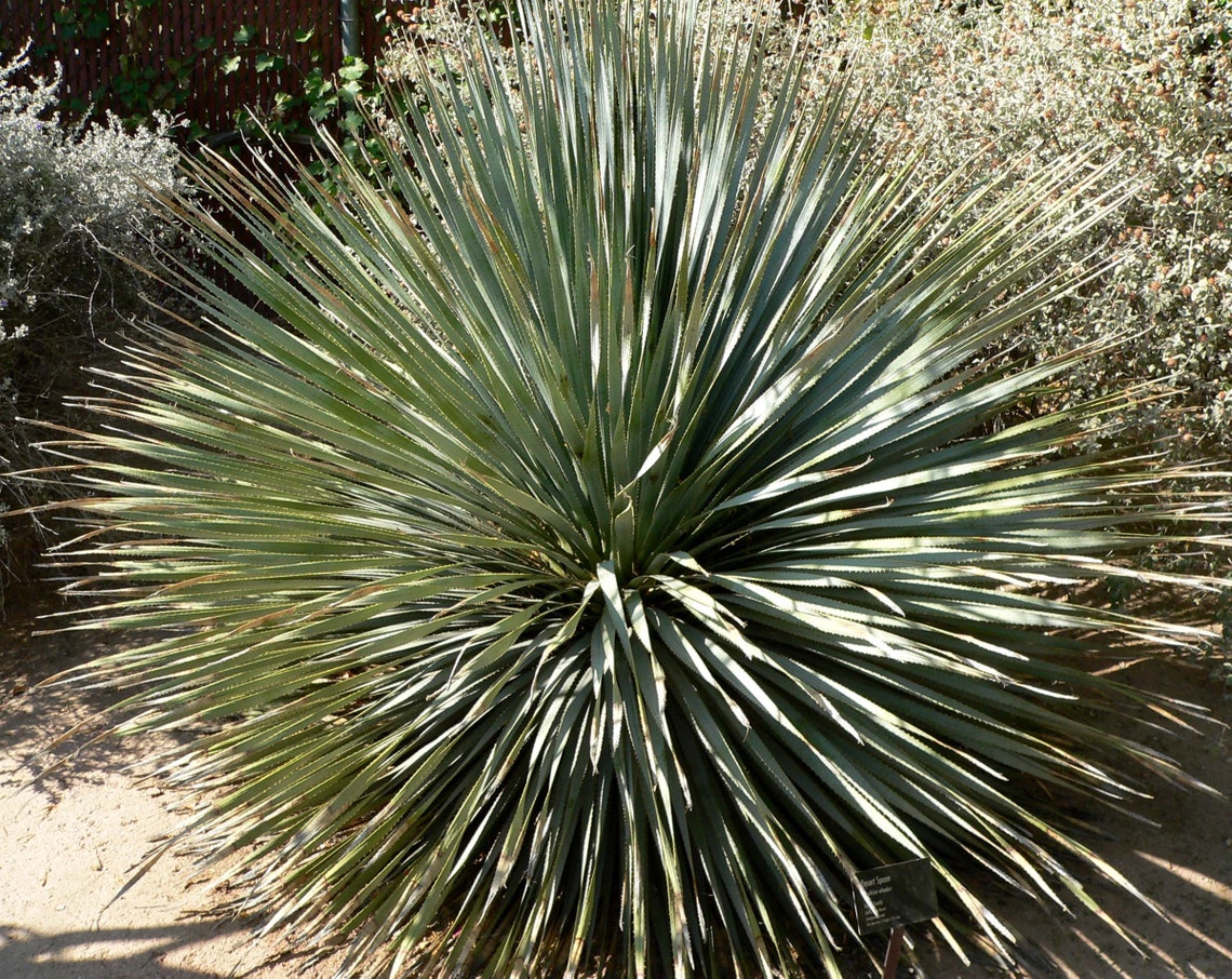 Desert spoon 5 seeds Dasylirion wheeleri Spoon yucca Etsy
