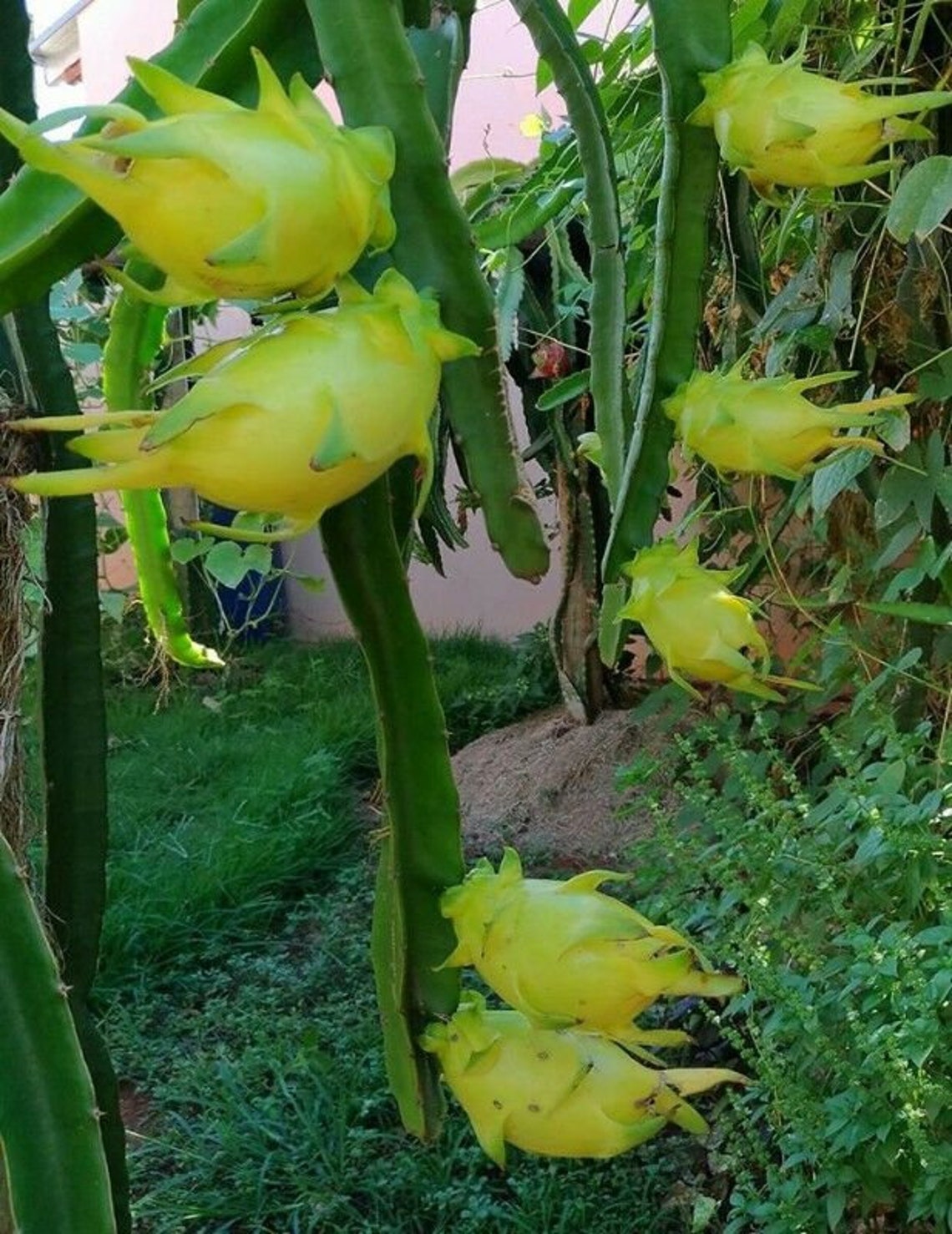 Yellow Dragonfruit 5 Seeds Hylocereus Megalanthus Etsy