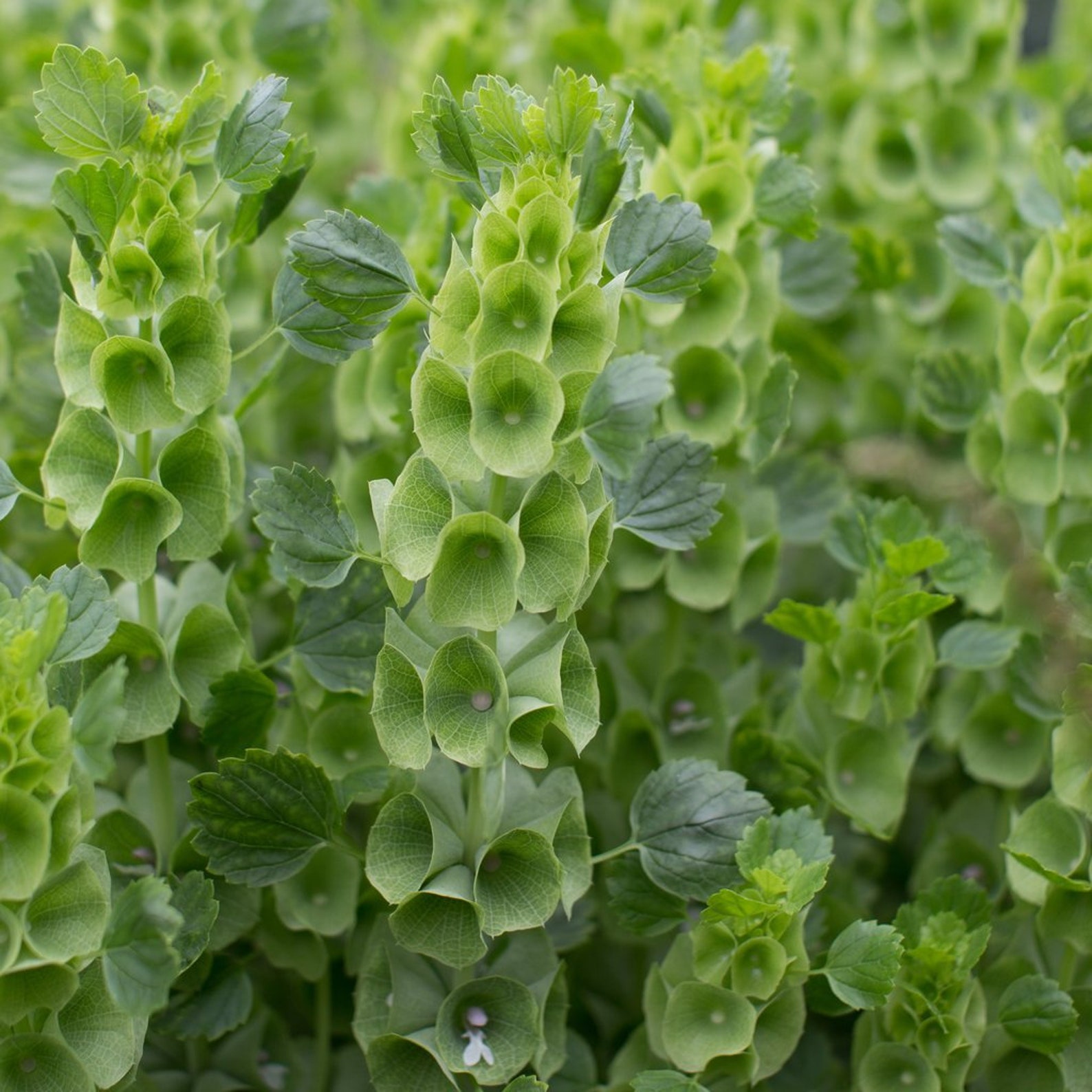 Bells of Ireland 10 seeds Moluccella laevis Shellflower Etsy