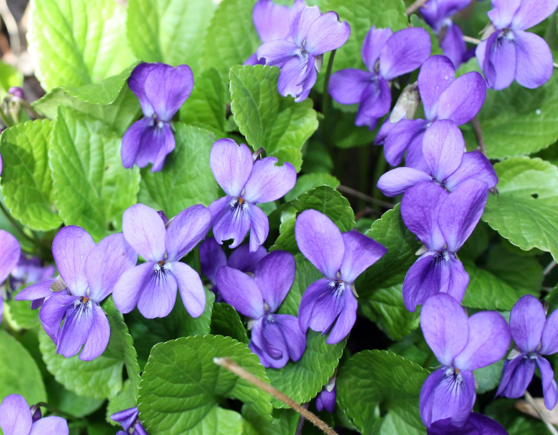 Sweet Violet 40 seeds Viola odorata Etsy