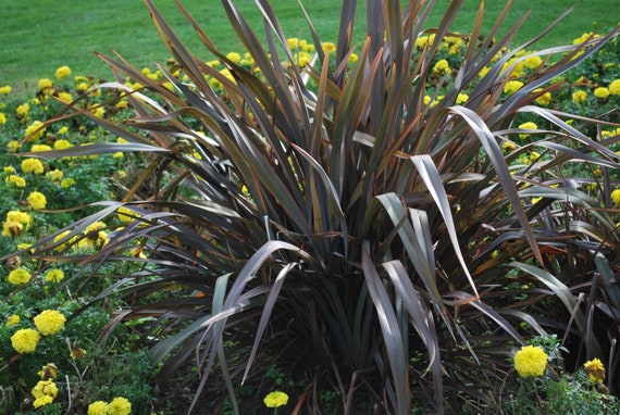 GREEN NEW ZEALAND FLAX SEEDS PHORMIUM TENAX LANDSCAPING FLOWERING 50 SEED PACK GREEN NEW ZEALAND FLAX SEEDS PHORMIUM TENAX LANDSCAPING FLOWERING 50 SEED PACK