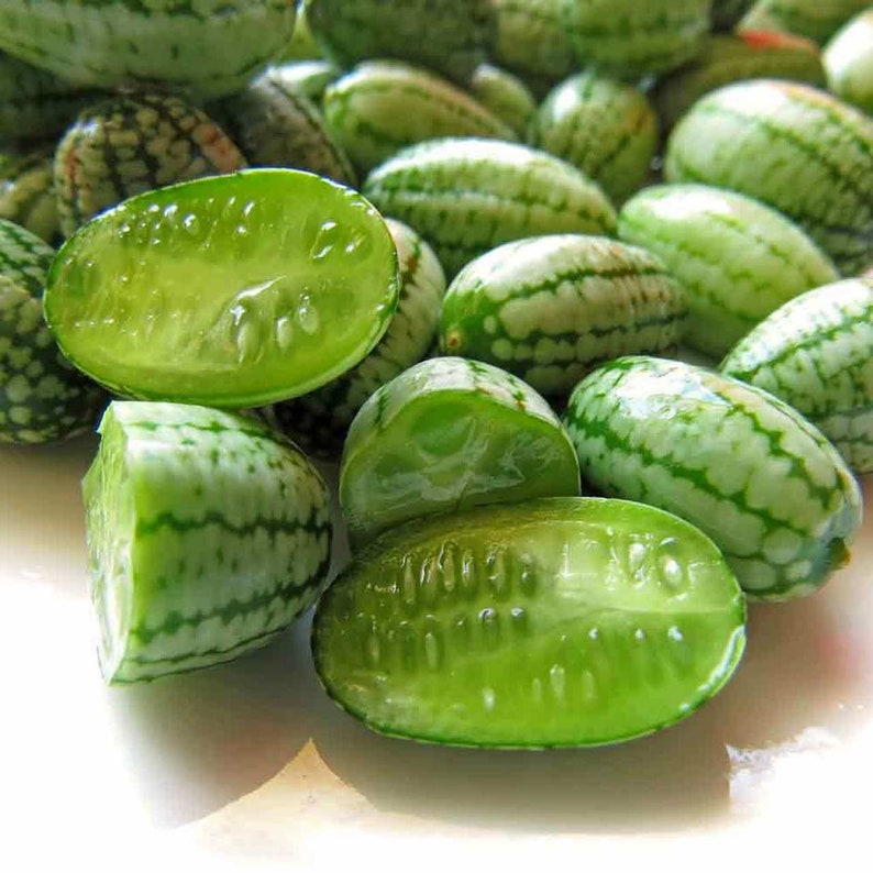 Cucamelon 10 seeds Melothria scabra pepquinos Mexican Etsy