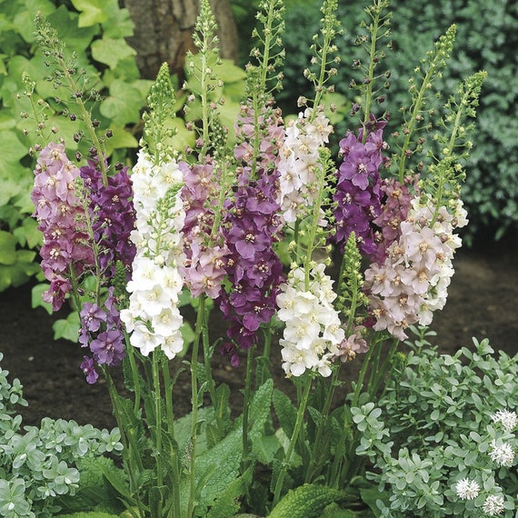 Showy Mullein 100 Seeds Verbascum Phoeniceum Hybrids Mix Etsy