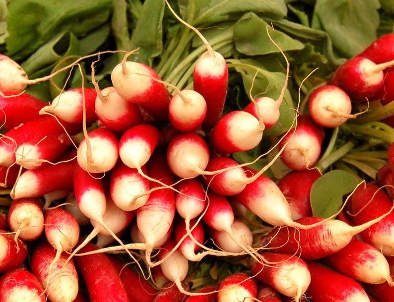 French breakfast Radish Radish Slovana 50 seeds