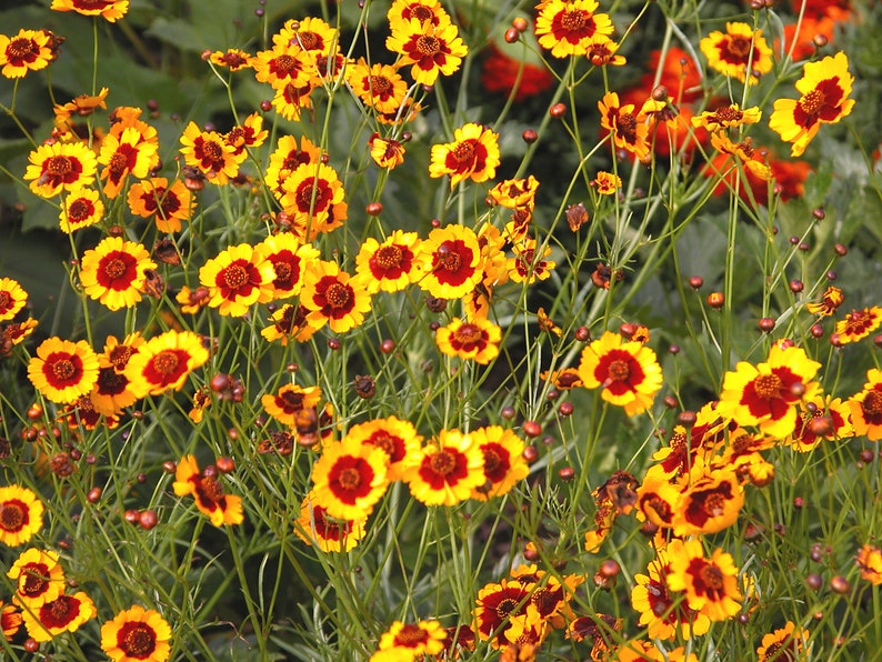 Plains coreopsis  100 seeds  Coreopsis tinctoria  golden image 0