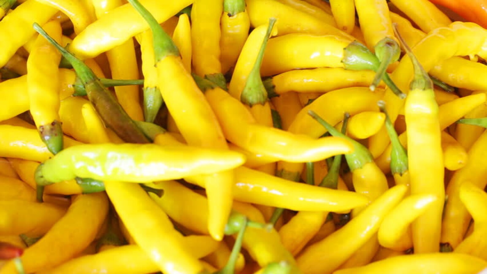 Yellow Pepperoncini 30 Seeds yellow Hot Peppers Organic Etsy