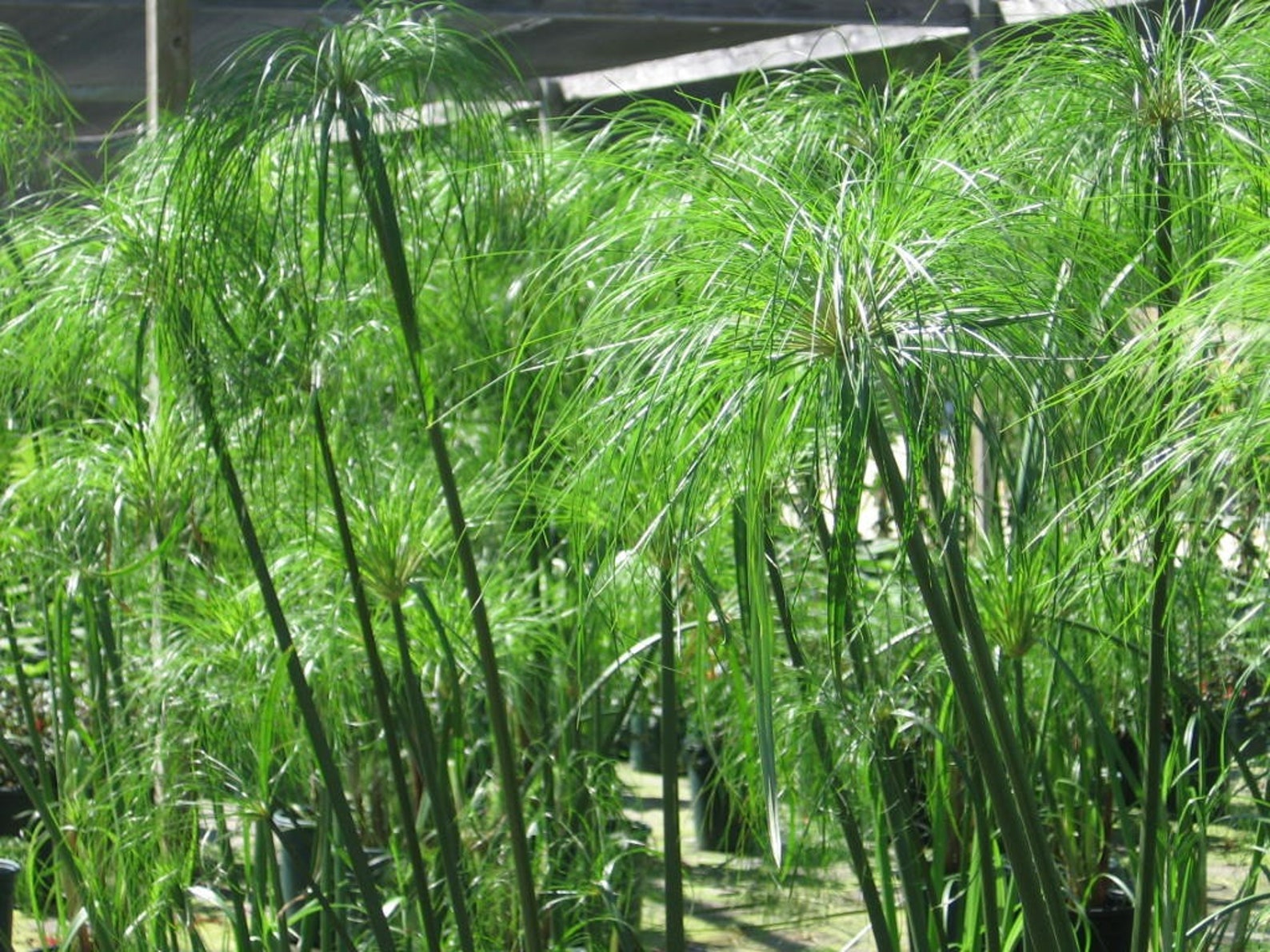 papyrus reeds papyrus reeds