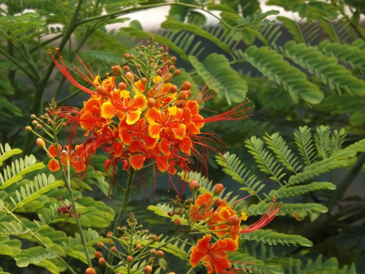BIRD OF PARADISE SEEDS CAESALPINIA PULCHERRIMA FLOWERING SHRUB 5 SEED PACK BIRD OF PARADISE SEEDS CAESALPINIA PULCHERRIMA FLOWERING SHRUB 5 SEED PACK
