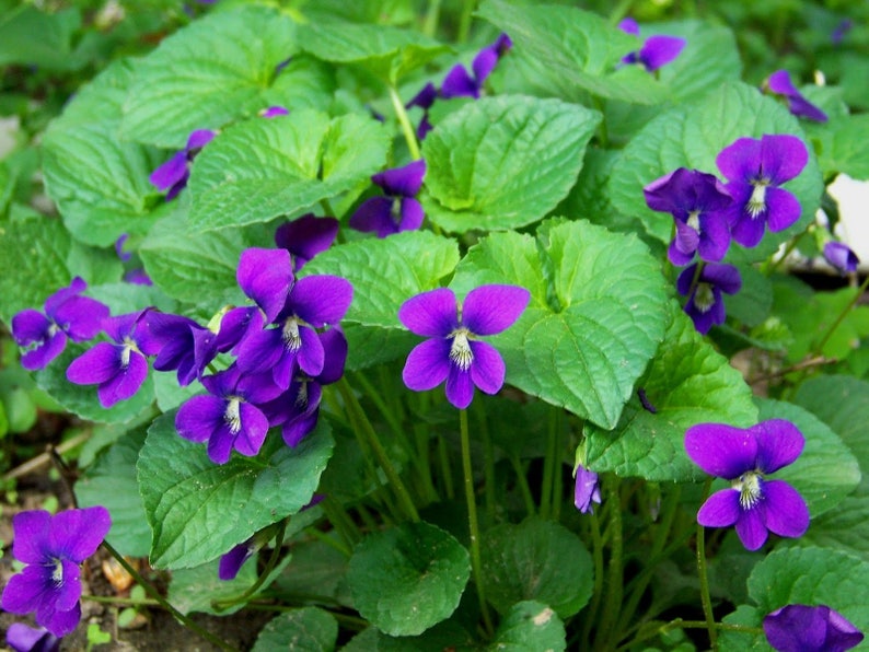 Sweet Violet 40 seeds  Viola odorata image 0