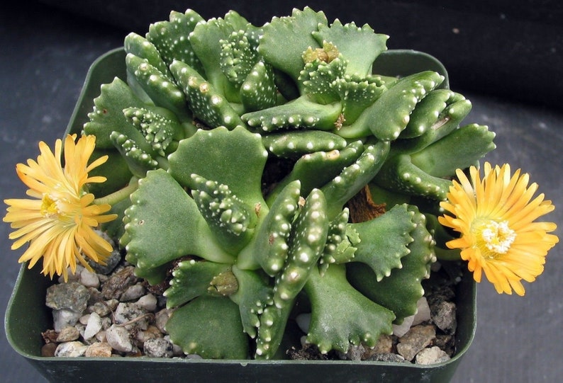 Giant Jewel Plant 20 seeds Aloinopsis malherbei succulent