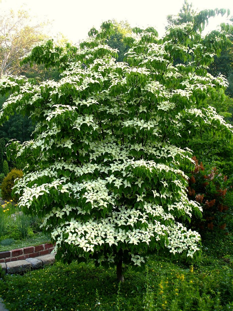 Kousa dogwood 3 seeds Cornus kousa Korean dogwood Etsy