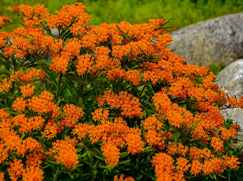 Chigger Flower Butterflyweed Asclepias tuberosa Orange Milkweed 5 seeds Pleurisy Root Butterfly Milkweed