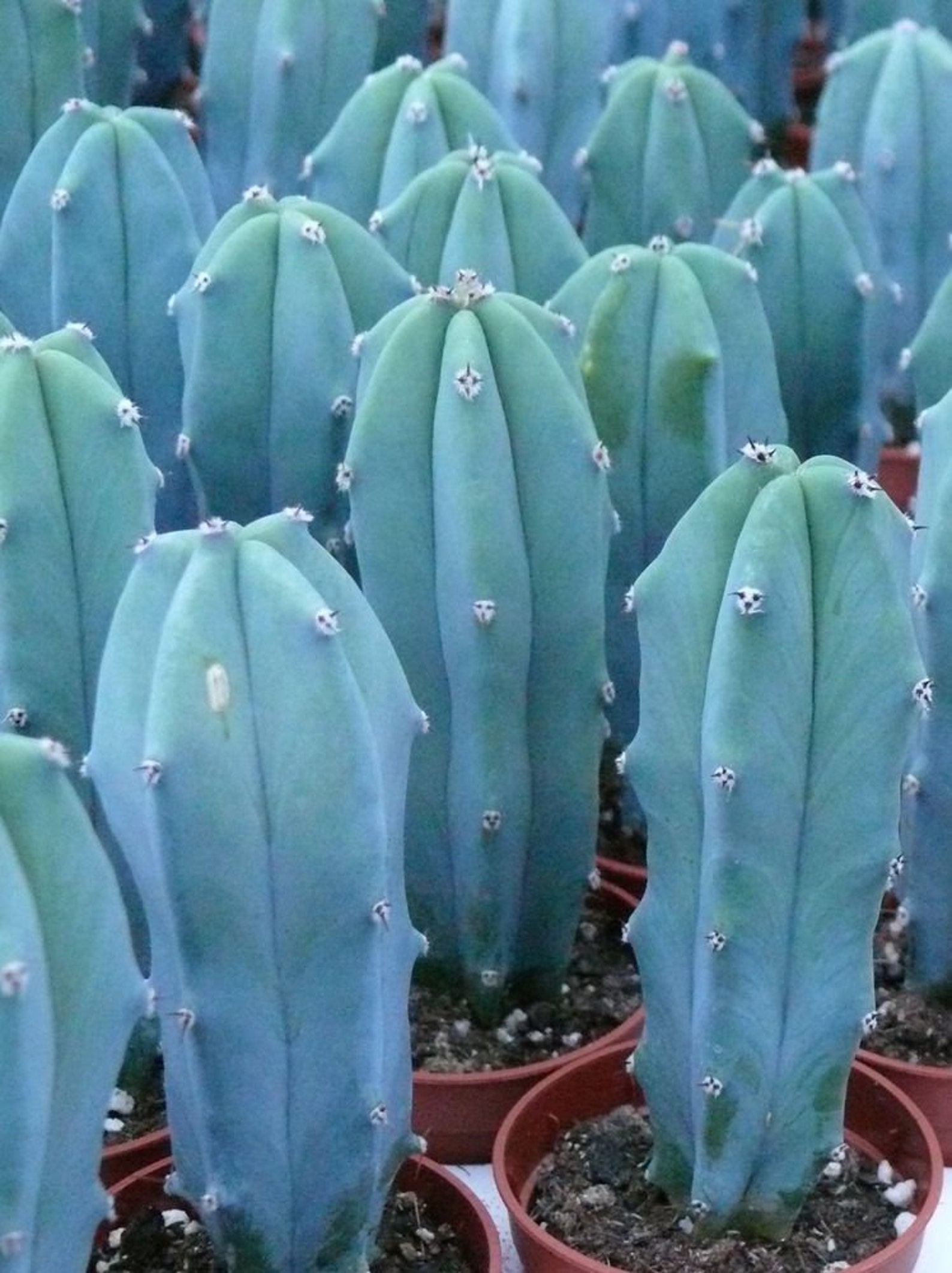 Blue Myrtle cactus 10 seeds Myrtillocactus geometrizans Etsy