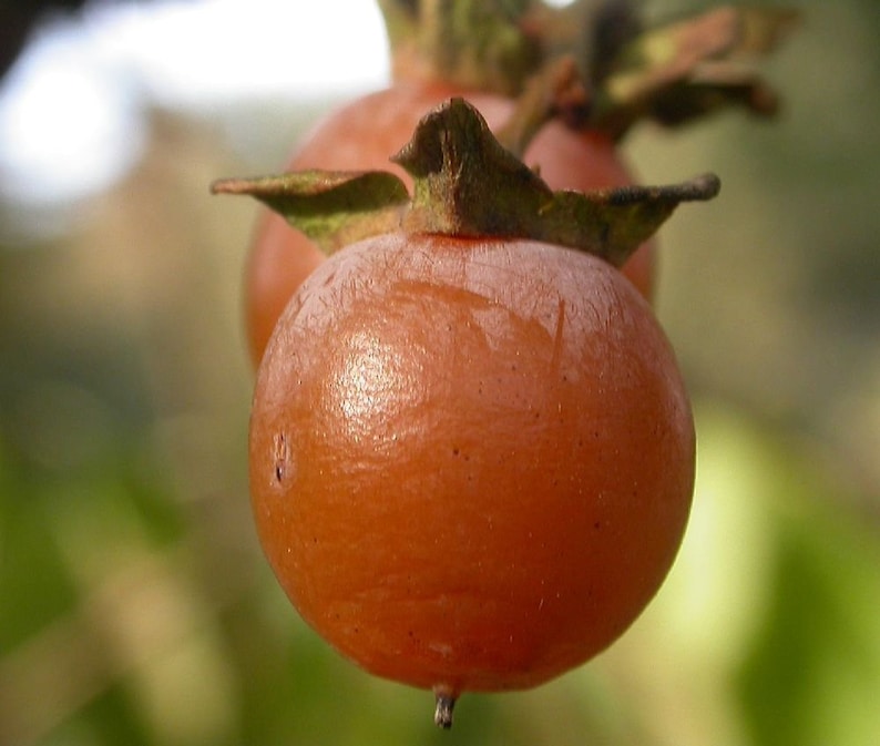 Date-plum 3 seeds Caucasian persimmon Diospyros lotus lilac persimmon