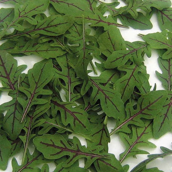 Rucola Dragon/'s Tongue Rocket 100+ seeds INTERESTING and FINE!
