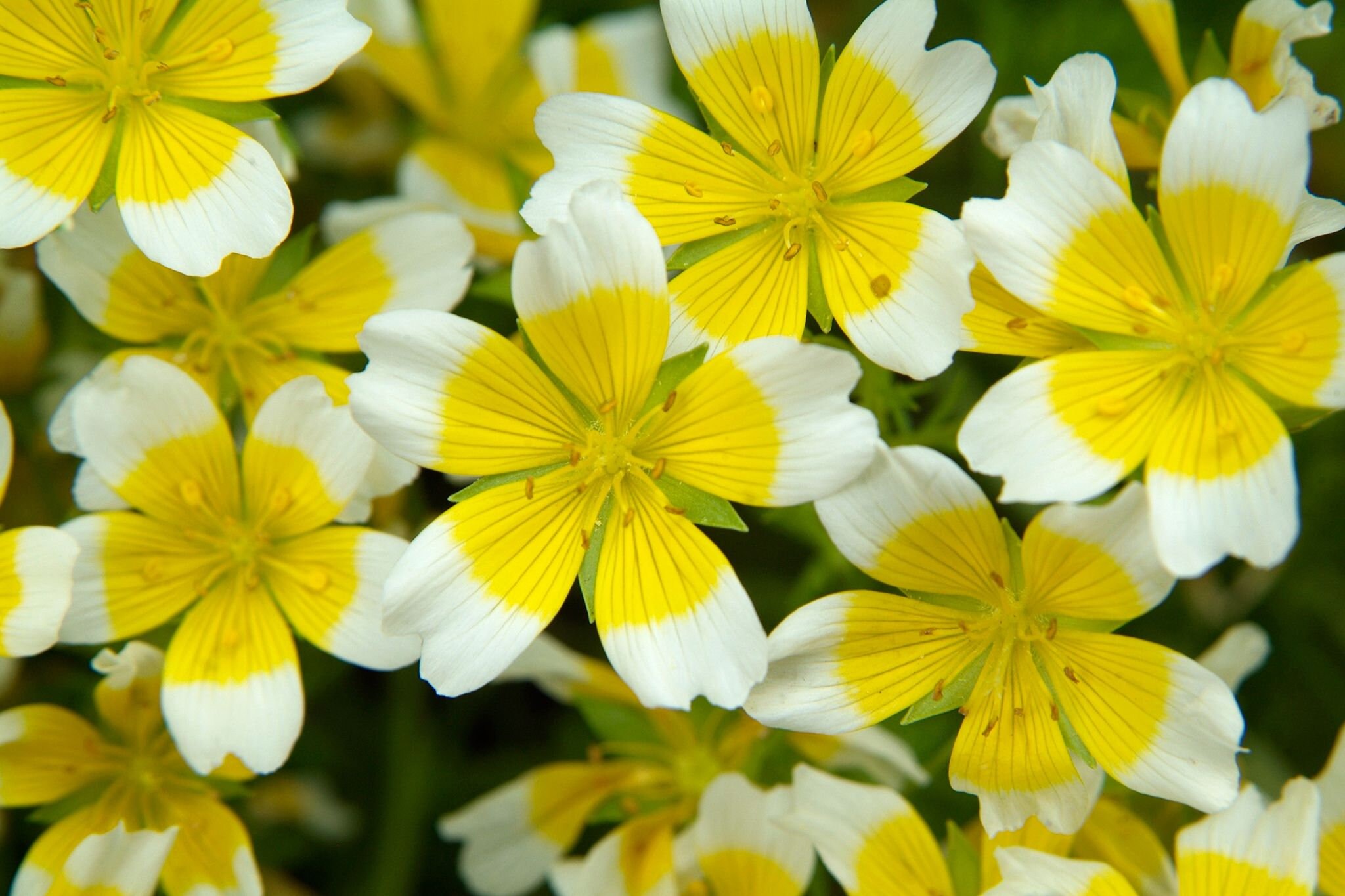 Poached Egg Plants 15 Seeds Limnanthes Douglasii Etsy